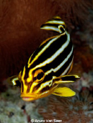 juvenile sweetlip, Nikon D200 by Bruno Van Saen 